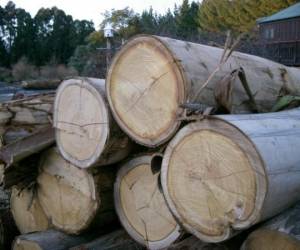 Eucalyptus logs