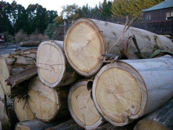 Eucalyptus logs