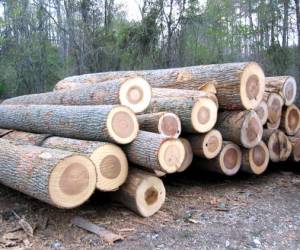 Oak Logs