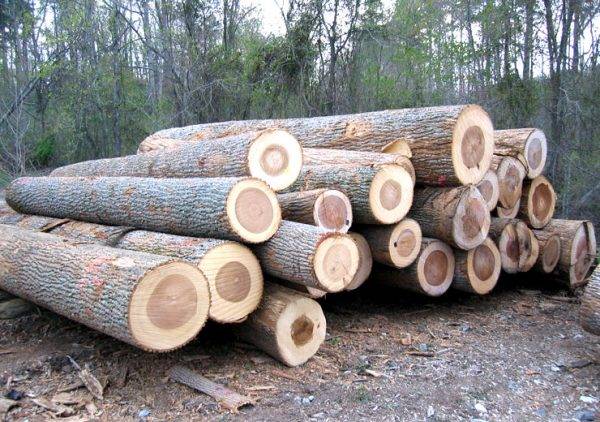 Oak Logs